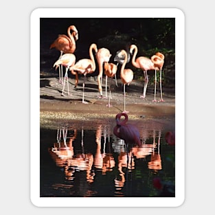 Caribbean Flamingo Sticker